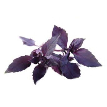 Basil Purple حبق أرجواني