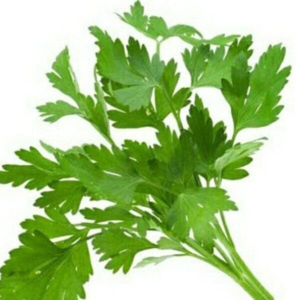 Coriander كزبرة