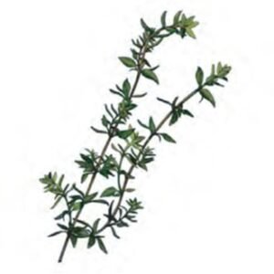 French Thyme زعتر فرنجي