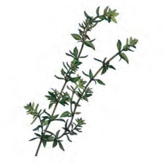 French Thyme زعتر فرنجي
