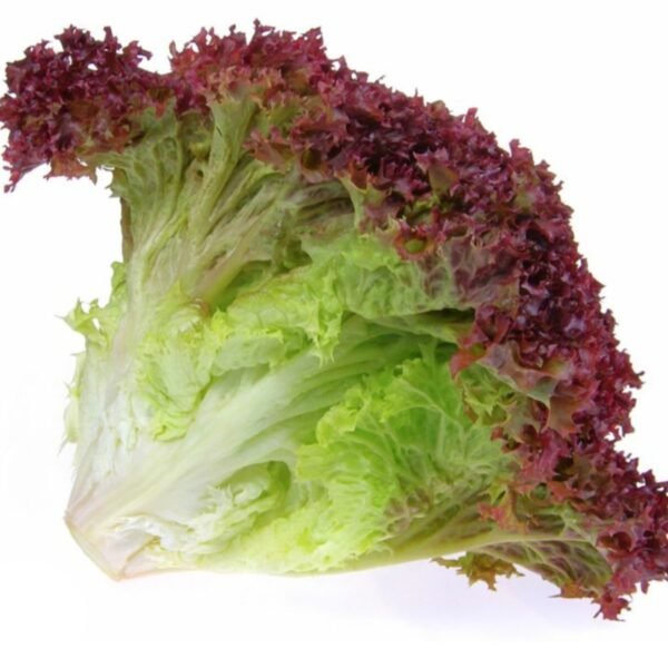 Lollo Rosso خس لولو روسو