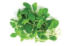 Marjoline مردقوش