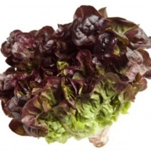 Oakleaf Red خس احمر