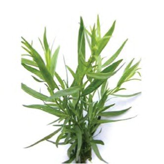 Tarragon ترخون