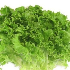 Lollo Bionda خس لولو بيانكو