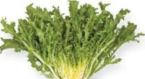 Frisee Green خس اخضر فريسي