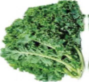 Baby Kale كرنب صغير