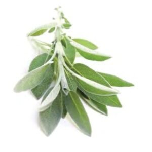 Sage قصعين